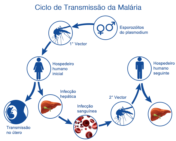 ciclo de transmissão da malária