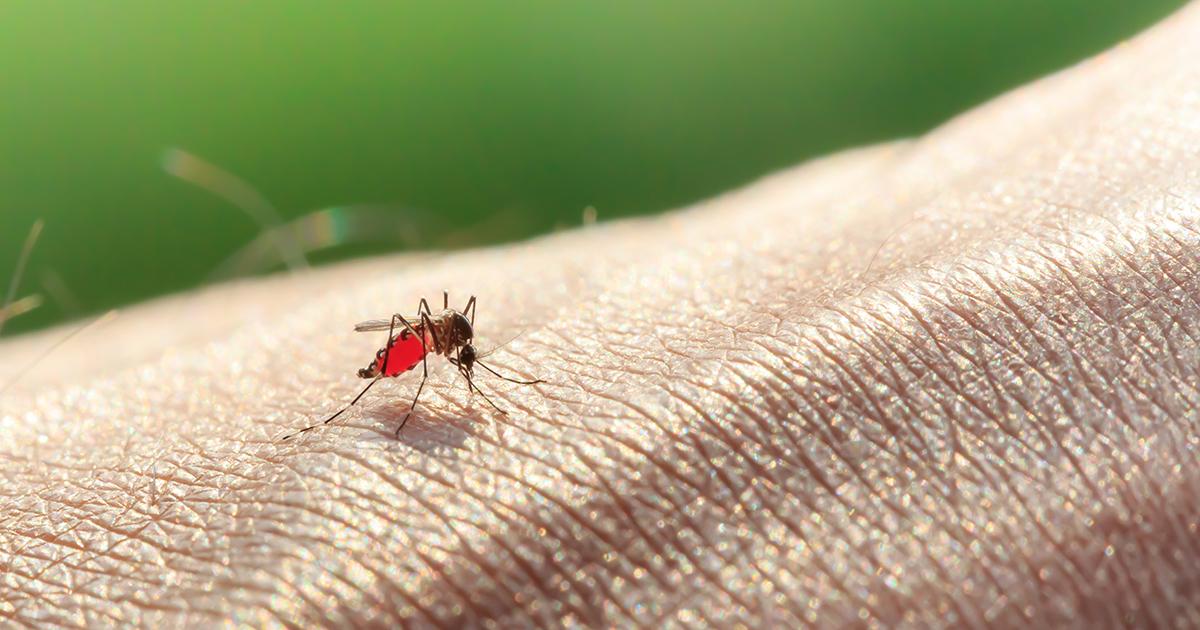 mosquito que morde o braço de alguém 