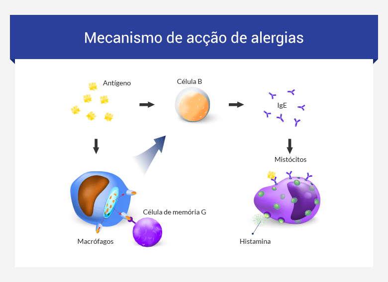 mecanismo de acção de alergias