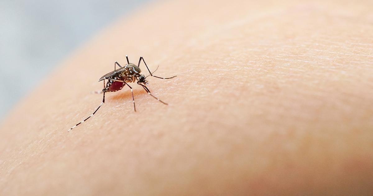 mosquito na pele humana