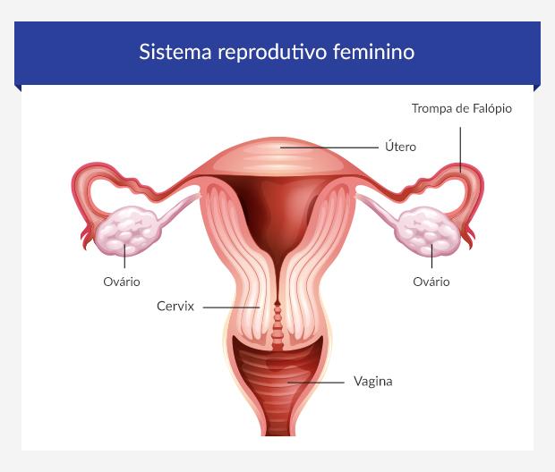 Infográfico de sistema reprodutivo feminino