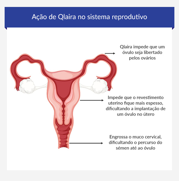 Infographic showing how the Qlaira pill alters the reproductive