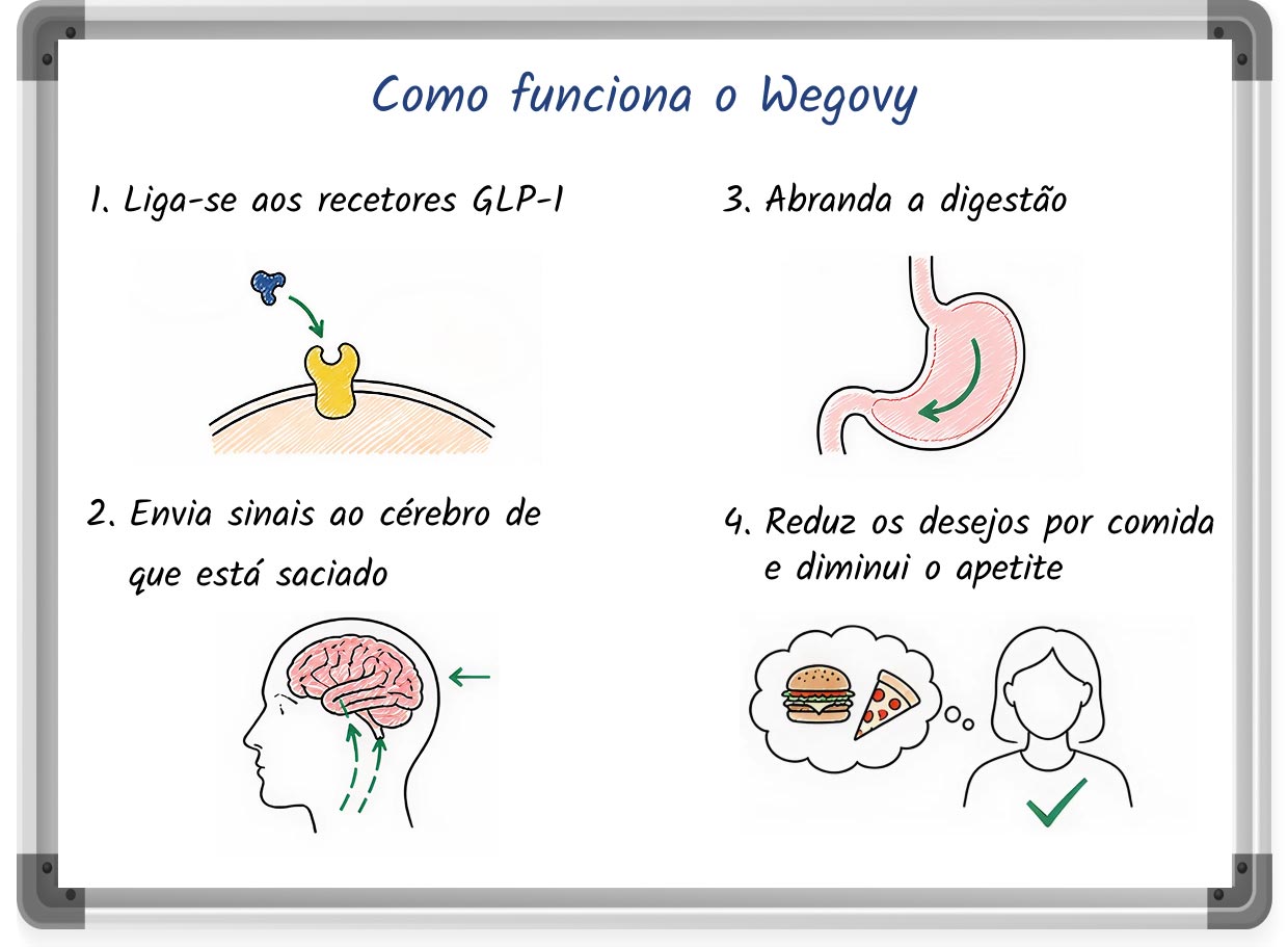 Ilustração esquemática que explica o funcionamento do Wegovy para a perda de peso, incluindo etapas numeradas e elementos visuais ilustrativos.