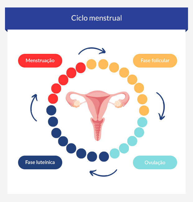 O Ciclo Menstrual Fases Fertilidade E Efeitos Na Saúde 1245