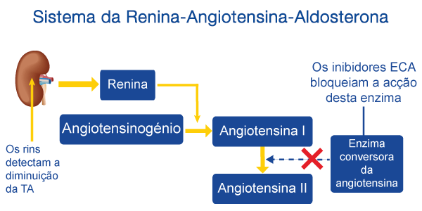 Sistema da Renina Angiotensina Aldosterona