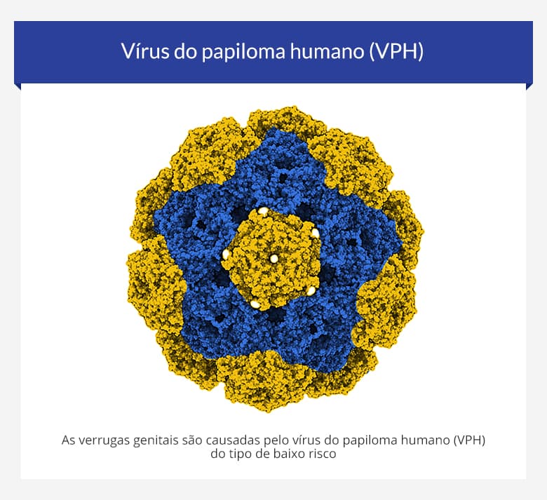 Vírus do papiloma humano (VPH)