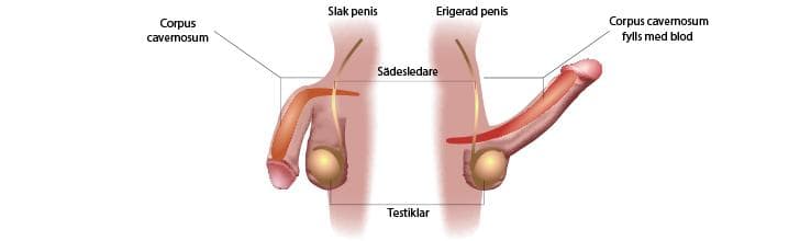 Anatomi av erigerad penis