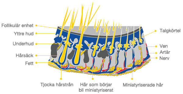 hälsosamma hårrötter och skalp
