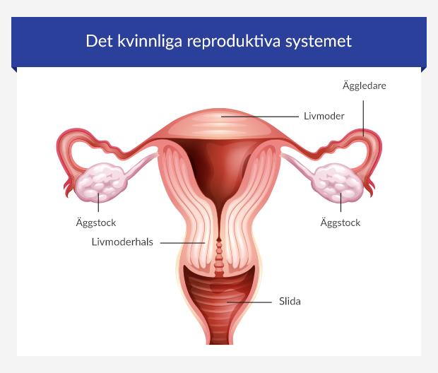 Infografik över det kvinnliga reproduktionssystemet