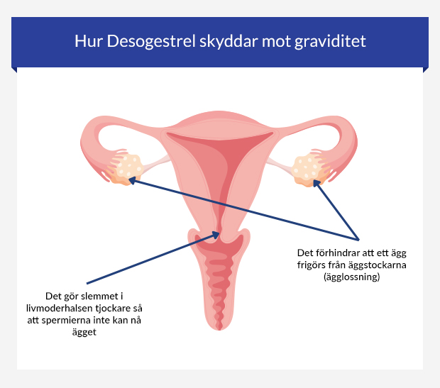 Grafik som visar hur Desogestrel skyddar mot graviditet