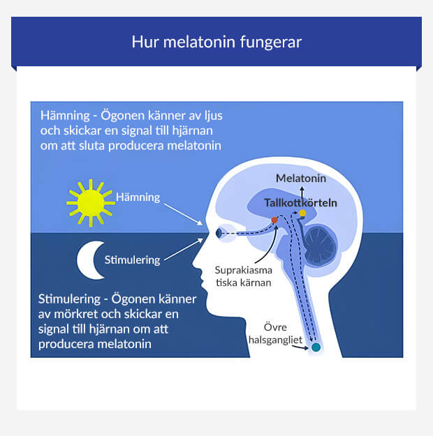 Grafisk bild som visar melatoninets roll i den cirkadiska rytmen