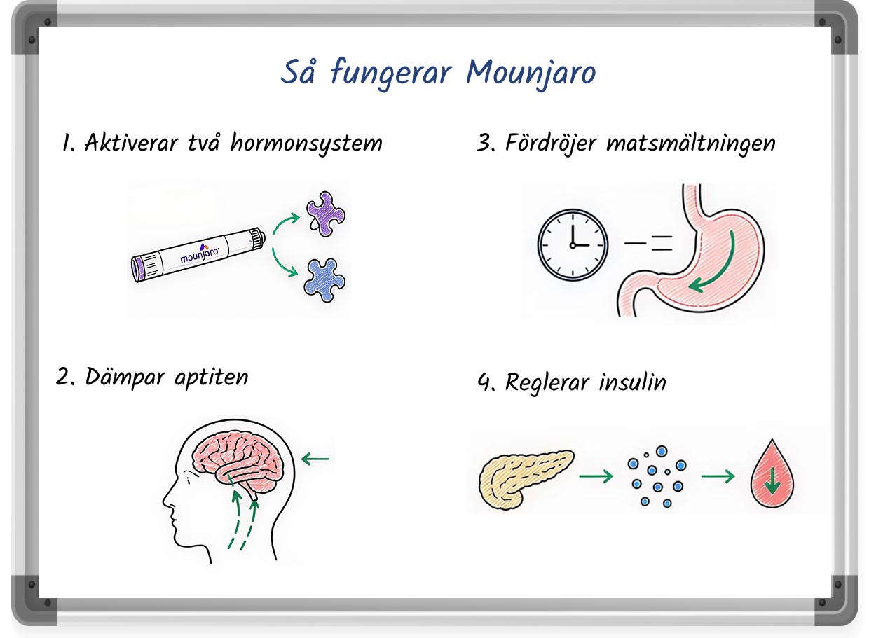 En teckning i whiteboard-stil som förklarar hur Mounjaro fungerar