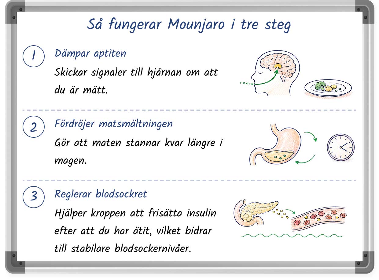 En illustration i whiteboardstil som förklarar hur Mounjaro fungerar för viktminskning i tre steg